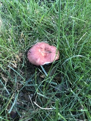 Russula