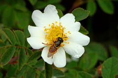 Callicera aurata