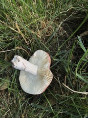 Russula