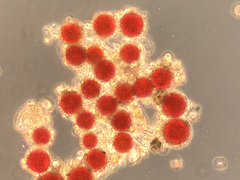 Chlamydomonas nivalis