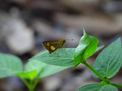 Oriens paragola