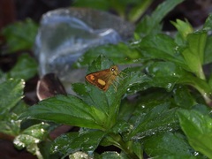 Oriens paragola