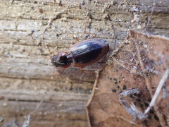 Tanystoma maculicolle