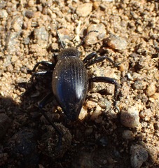 Eleodes gracilis