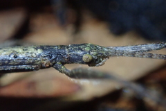 Planososibia truncata