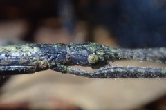 Planososibia truncata