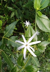 Jasminum multipartitum