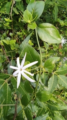 Jasminum multipartitum