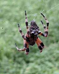 Araneus bicentenarius