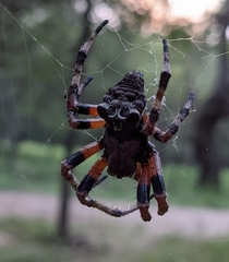 Araneus bicentenarius