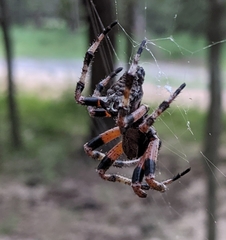 Araneus bicentenarius