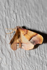 Plagodis phlogosaria