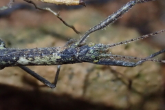 Planososibia truncata