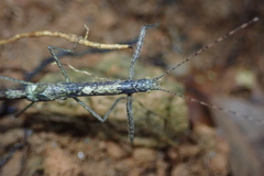 Planososibia truncata