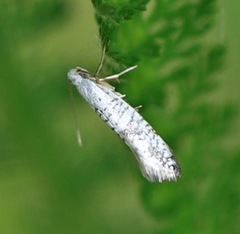 Argyresthia retinella