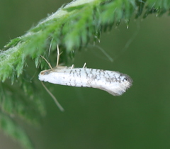 Argyresthia retinella