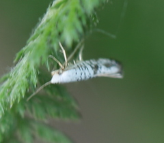 Argyresthia retinella