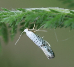 Argyresthia retinella