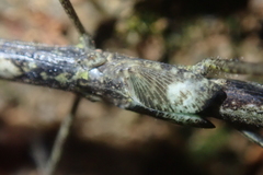 Planososibia truncata
