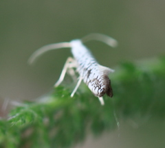 Argyresthia retinella