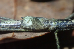 Planososibia truncata