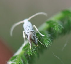 Argyresthia retinella
