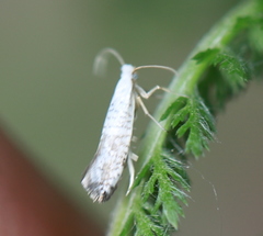 Argyresthia retinella