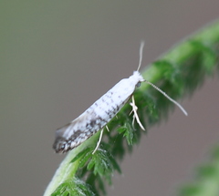 Argyresthia retinella