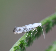 Argyresthia retinella