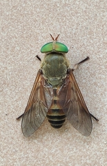 Philipomyia graeca