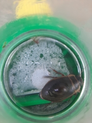 Dytiscus marginalis