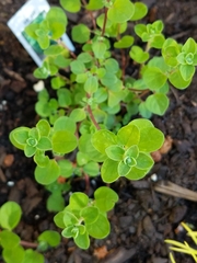 Origanum majorana