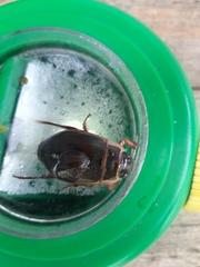 Dytiscus marginalis
