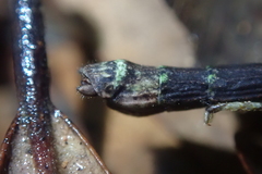 Planososibia truncata
