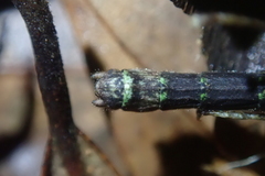 Planososibia truncata