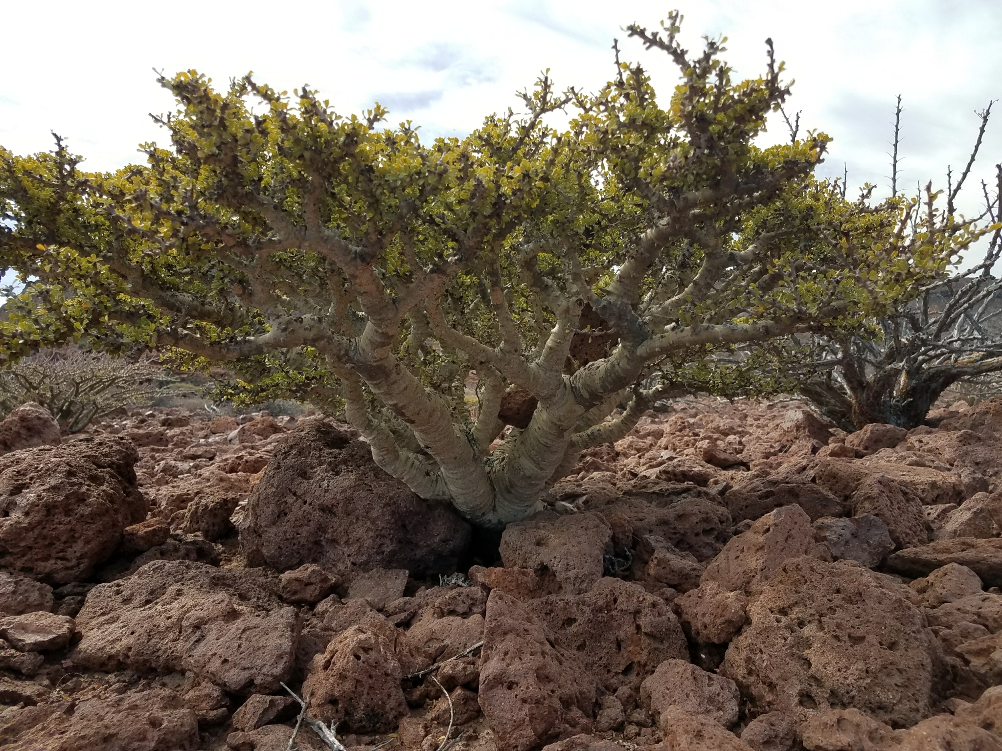 Jatropha cuneata