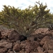 Jatropha cuneata - Photo (c) Alan Rockefeller, μερικά δικαιώματα διατηρούνται (CC BY), uploaded by Alan Rockefeller