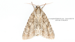 Acronicta hercules