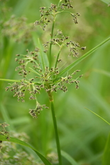 Scirpus sylvaticus