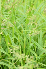 Scirpus sylvaticus