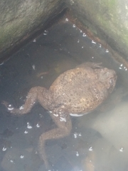 Rhinella marina
