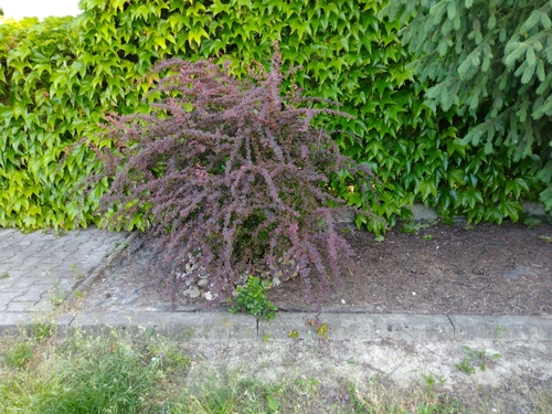 dráč Thunbergov (Berberis thunbergii)