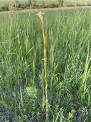Arabis sagittata borealis