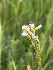 Arabis sagittata borealis