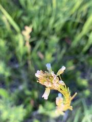 Arabis sagittata borealis
