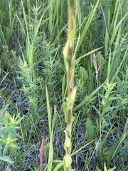 Arabis sagittata borealis