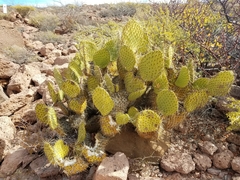 Opuntia tapona