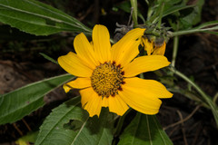 Aldama latibracteata