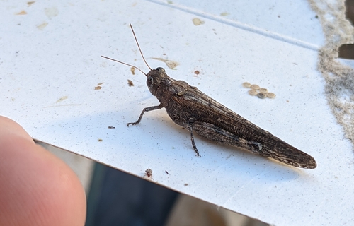Pecos Clicker Grasshopper