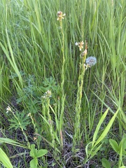 Arabis sagittata borealis